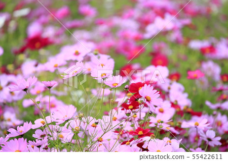 波士頓Bikita多小山公園的波斯菊領域 波士頓Bikita多小山公園的波斯菊領域 55422611