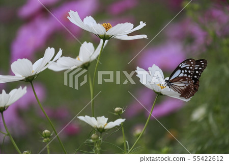 Cosmos cosmos and Asagi Madara in Bihoku Hillside Park Cosmos cosmos and Asagi Madara in Bihoku Hillside Park 55422612