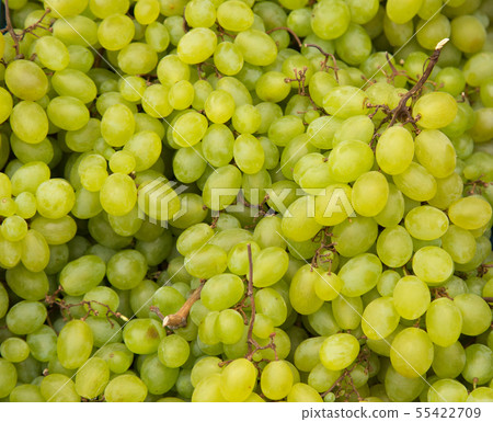 Green bunches of grapes, fresh crop Green bunches of grapes, fresh crop 55422709