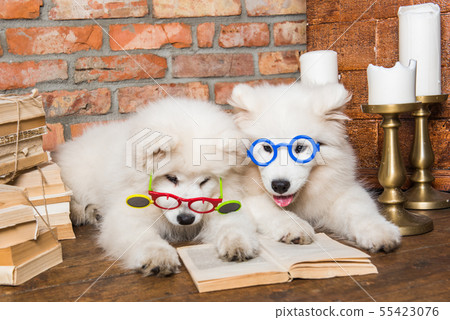 Two White fluffy Samoyed puppies dogs with book Two White fluffy Samoyed puppies dogs with book 55423076