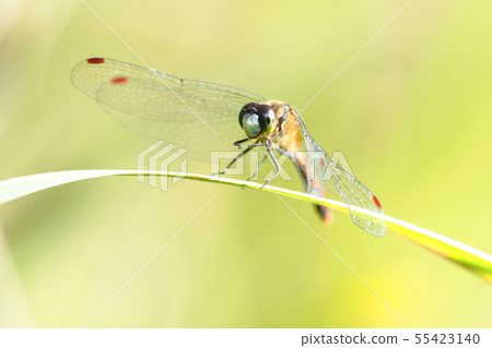 Himekane (male) 55423140