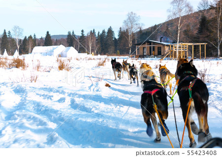Dog sledding take tourists touch nature. Dog sledding take tourists touch nature. 55423408