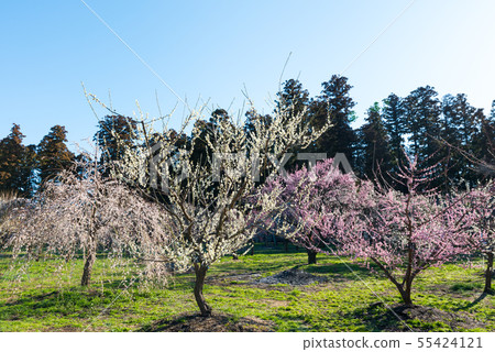 Urumakuen Bairin Mito的梅花節(茨城縣水戶市)2019年3月 Urumakuen Bairin Mito的梅花節(茨城縣水戶市)2019年3月 55424121