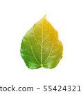 Yellow and orange color on green mulberry leaf. 55424321