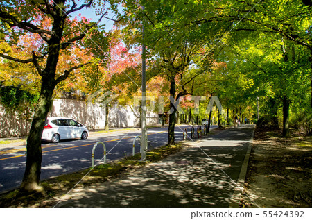 Autumn's Three Color Path Autumn's Three Color Path 55424392