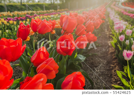 tulips field agriculture holland tulips field agriculture holland 55424625