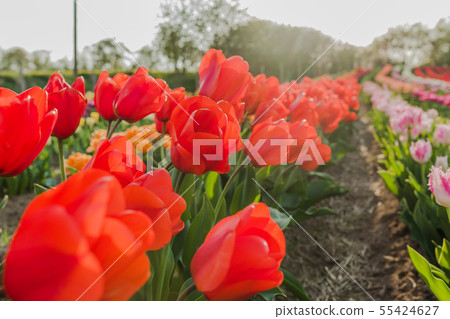 tulips field agriculture holland tulips field agriculture holland 55424627