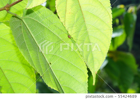 Moegi swallows 55424689