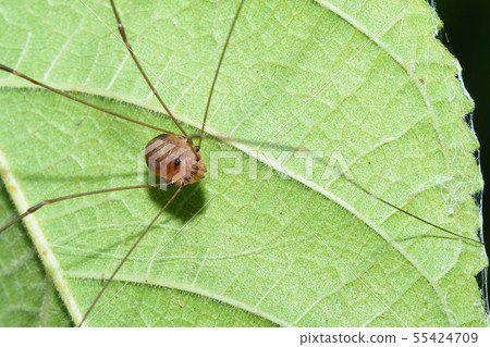 Moegi吞嚥 Moegi吞嚥 55424709