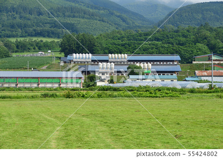 在北海道的Nanae Town軍河區拍攝牧場筒倉和穀倉的夏日風景照片 在北海道的Nanae Town軍河區拍攝牧場筒倉和穀倉的夏日風景照片 55424802
