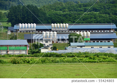 在北海道的Nanae Town軍河區拍攝牧場筒倉和穀倉的夏日風景照片 55424803