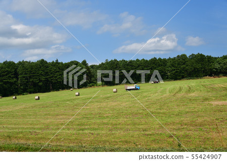 Taking a summer landscape of making pasture rolls in Nanae Town, Hokkaido 55424907