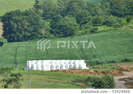 在北海道的南奈鎮拍攝牧場卷的夏日風景 在北海道的南奈鎮拍攝牧場卷的夏日風景 55424908