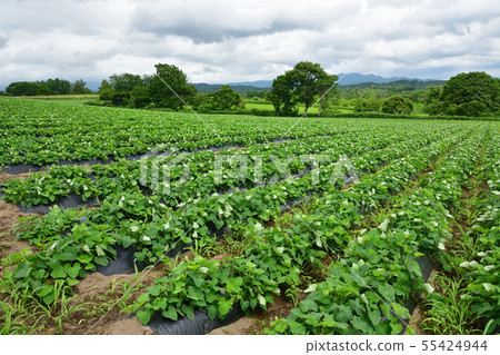 在北海道的Atsuzawa地區拍攝紅薯田的夏日風景 在北海道的Atsuzawa地區拍攝紅薯田的夏日風景 55424944