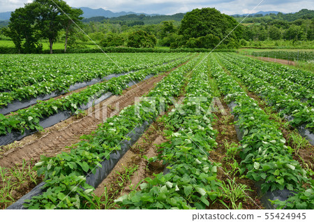 在北海道的Atsuzawa地區拍攝紅薯田的夏日風景 55424945