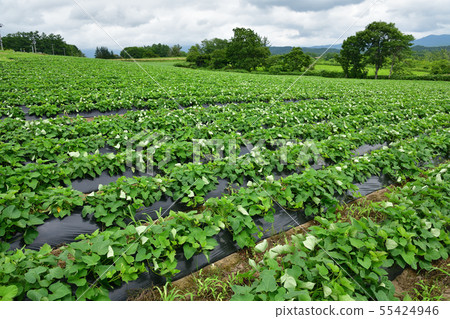 在北海道的Atsuzawa地區拍攝紅薯田的夏日風景 在北海道的Atsuzawa地區拍攝紅薯田的夏日風景 55424946