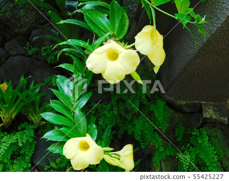 Obana Aria quesula flowers in the tropical botanical garden of Tokiwa Park 55425227