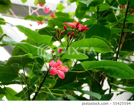 Tekinzakura在常盤公園的熱帶植物園 55425594
