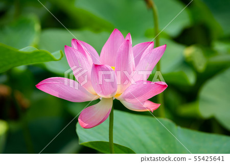 Asia, Taiwan, Tainan White River Lotus Asia, Taiwan, Tainan Lotus Asia, Taiwan, Tainan White River Lotus Asia, Taiwan, Tainan Lotus 55425641