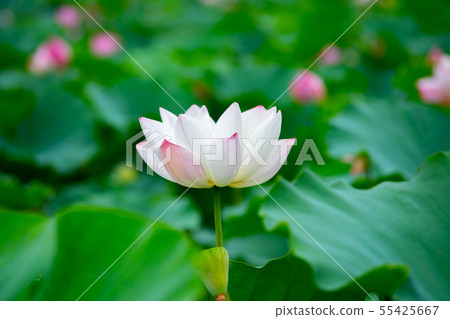 Asia, Taiwan, Tainan White River Lotus Asia, Taiwan, Tainan Lotus Asia, Taiwan, Tainan White River Lotus Asia, Taiwan, Tainan Lotus 55425667
