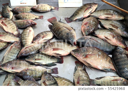 fresh fish in the market 55425968