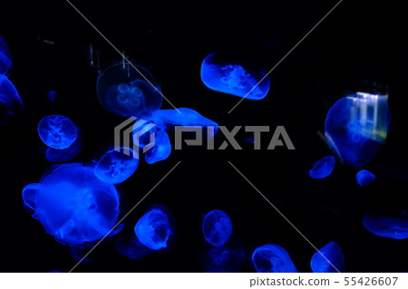 Shimoda aquarium moon jellyfish part 2 55426607