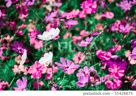 colorful cosmos in the garden. colorful cosmos in the garden. 55426675