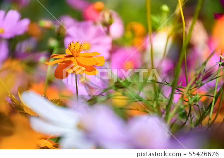 colorful cosmos in the garden. colorful cosmos in the garden. 55426676