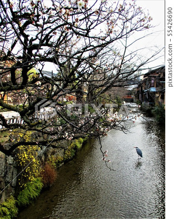 Shirakawa landscape of Kyoto Gion 55426690