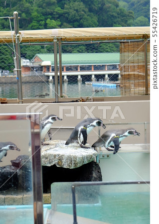 Shimoda Aquarium penguin part 2 55426719