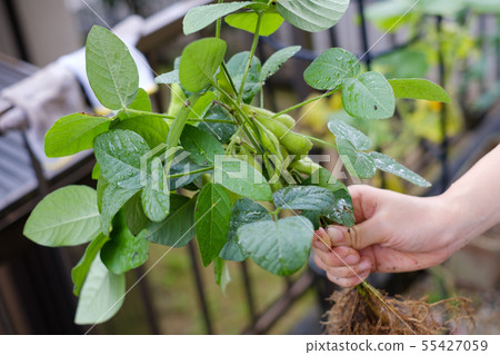 Edamame planter in the kitchen garden 55427059
