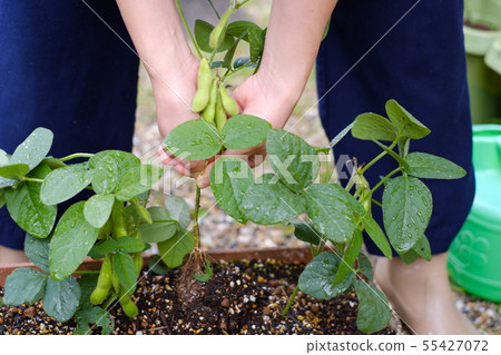 Edamame planter in the kitchen garden Edamame planter in the kitchen garden 55427072