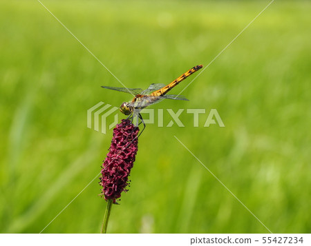 Dragonfly Dragonfly 55427234
