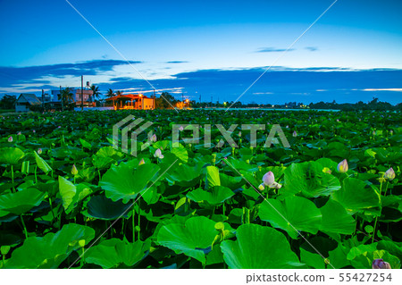 Taiwan Tainan White River Lotus Asia, Taiwan, Tainan Lotus Taiwan Tainan White River Lotus Asia, Taiwan, Tainan Lotus 55427254