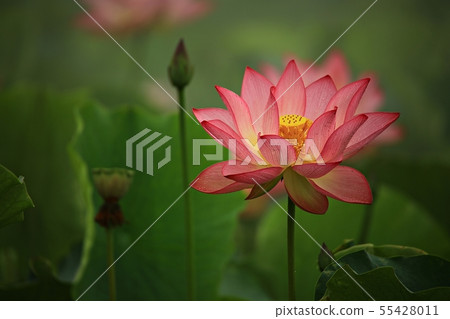 Lotus, flower, red lily, water lily, Ara lotus, plants, scenery, flower field 55428011