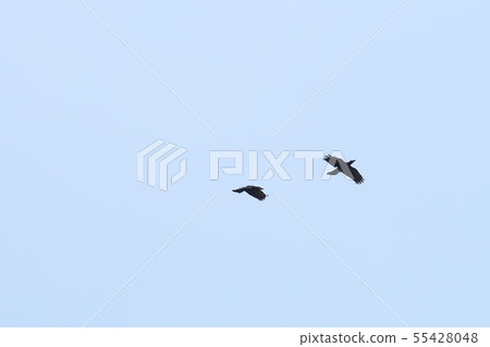A sunset crow A sunset crow 55428048