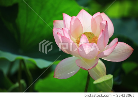 Lotus, flower, red lily, water lily, Ara lotus, plants, scenery, flower field Lotus, flower, red lily, water lily, Ara lotus, plants, scenery, flower field 55428065