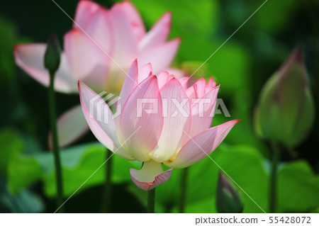 Lotus, flower, red lily, water lily, Ara lotus, plants, scenery, flower field Lotus, flower, red lily, water lily, Ara lotus, plants, scenery, flower field 55428072