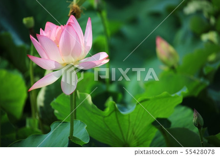 Lotus, flower, red lily, water lily, Ara lotus, plants, scenery, flower field 55428078