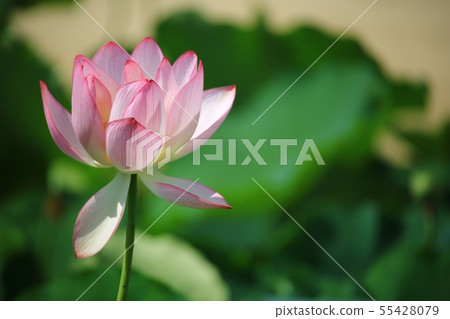 Lotus, flower, red lily, water lily, Ara lotus, plants, scenery, flower field 55428079