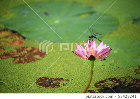 蓮花,花,紅百合,睡蓮,Ara蓮花,植物,風景,花田 蓮花,花,紅百合,睡蓮,Ara蓮花,植物,風景,花田 55428241