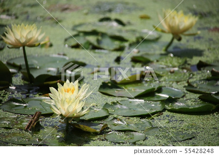 Lotus, flower, red lily, water lily, Ara lotus, plants, scenery, flower field Lotus, flower, red lily, water lily, Ara lotus, plants, scenery, flower field 55428248