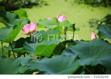 Lotus, flower, red lily, water lily, Ara lotus, plants, scenery, flower field Lotus, flower, red lily, water lily, Ara lotus, plants, scenery, flower field 55428249