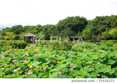Lotus, flower, red lily, water lily, Ara lotus, plants, scenery, flower field Lotus, flower, red lily, water lily, Ara lotus, plants, scenery, flower field 55428253