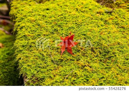 Autumn Shiga Sakamoto Hiyoshi Taisha moss and fallen leaves Autumn Shiga Sakamoto Hiyoshi Taisha moss and fallen leaves 55428276