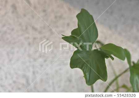 Leaves of foliage plants 55428320