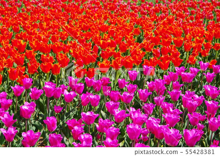 Tulips in full bloom Tulips in full bloom 55428381