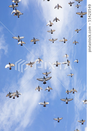 flock of speed racing pigeon flying against 55428549