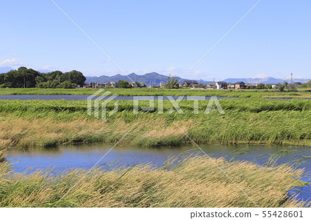 群馬縣群馬那馬 55428601