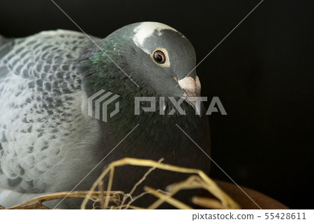 homing pigeon nisting in home loft 55428611